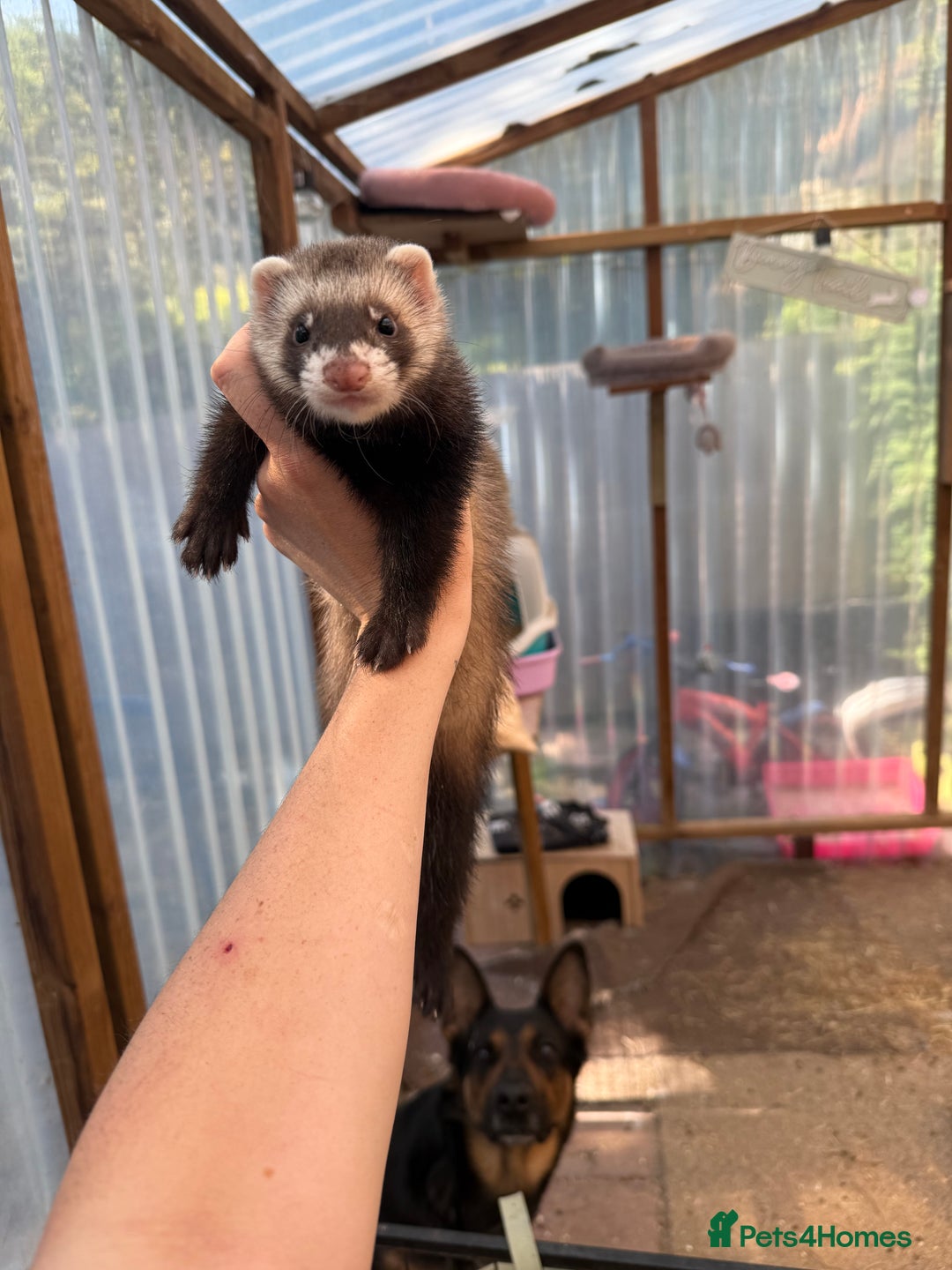 Ferret rodents for sale: Ferret / pole cat  - Image 2