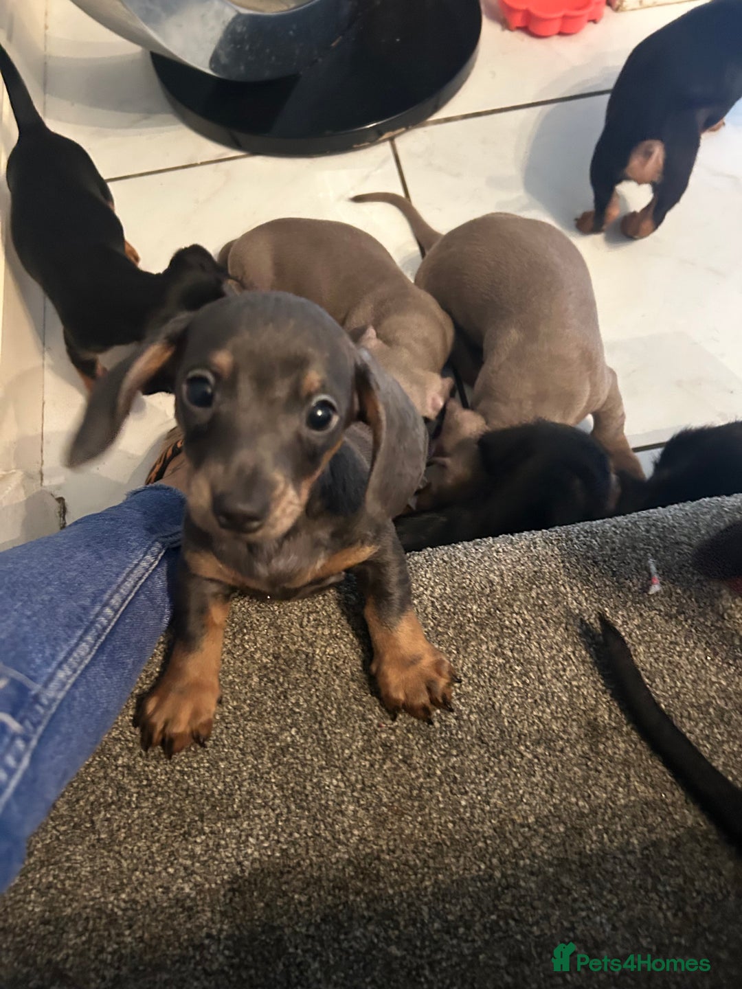 Miniature Dachshund dogs for sale:  Beautiful cute Miniatures dachshund  in Liverpool - Image 28