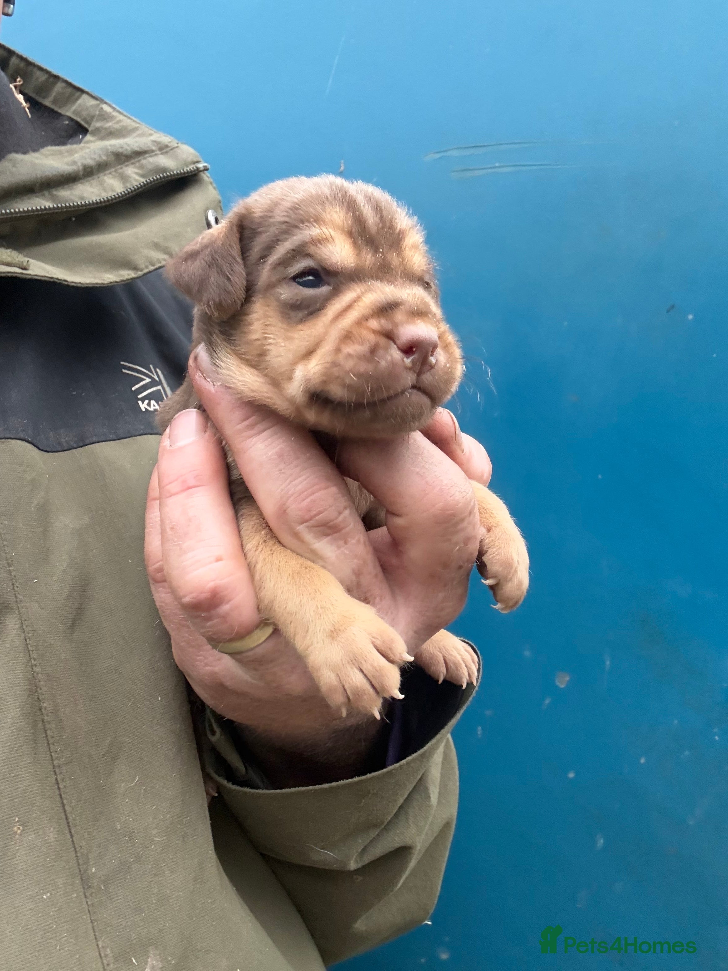 Patterdale Terrier dogs High Quality Patterdale Pups - Advert 1