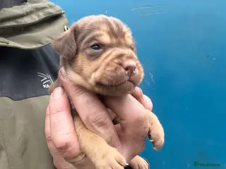 Patterdale Terrier dogs for sale: High Quality Patterdale Pups - Advert 2