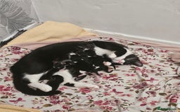 Mixed Breed cats for sale: Kittens - Image 1
