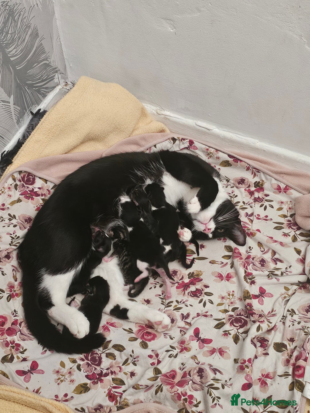 Mixed Breed cats for sale: Kittens - Image 1