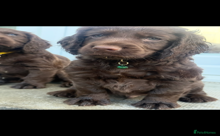 Cocker Spaniel dogs - Advert 1