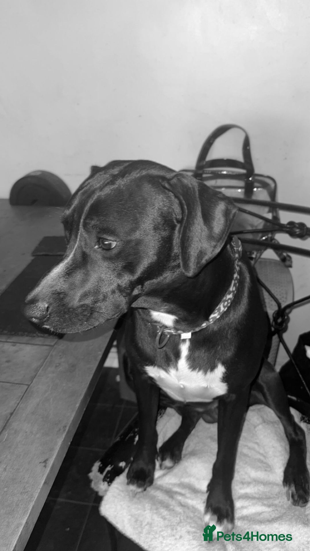 Mixed Breed dogs for sale: Storm (1yr) in need of a kind and loving home - Image 3