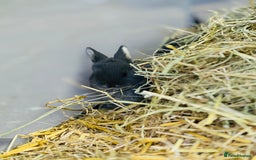 Rex rabbits for sale: Rex + lionheads for sale! - Image 6