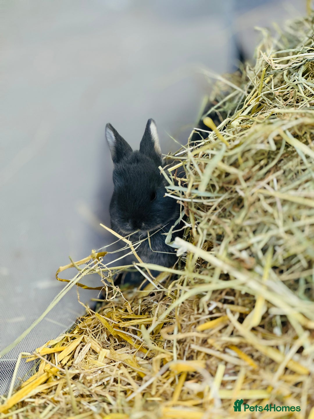 Rex rabbits for sale: Rex + lionheads for sale! - Image 6