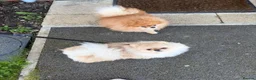 Pomeranian dogs for sale: Rare MINI TOY POMERANIAN puppies for sale! in London - Advert 17