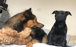 German Spitz dogs for stud: Free stud on conditions mentioned in description:) - Advert 11