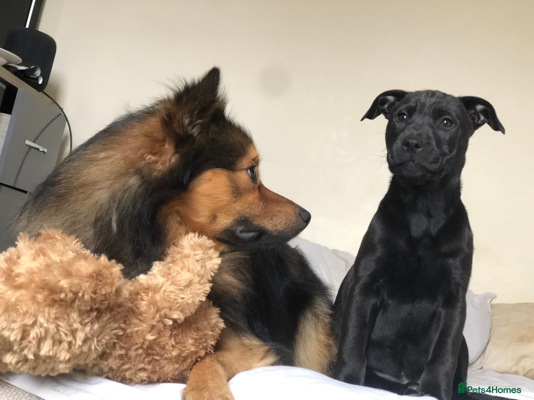 German Spitz dogs for stud: Free stud on conditions mentioned in description:) - Advert 11