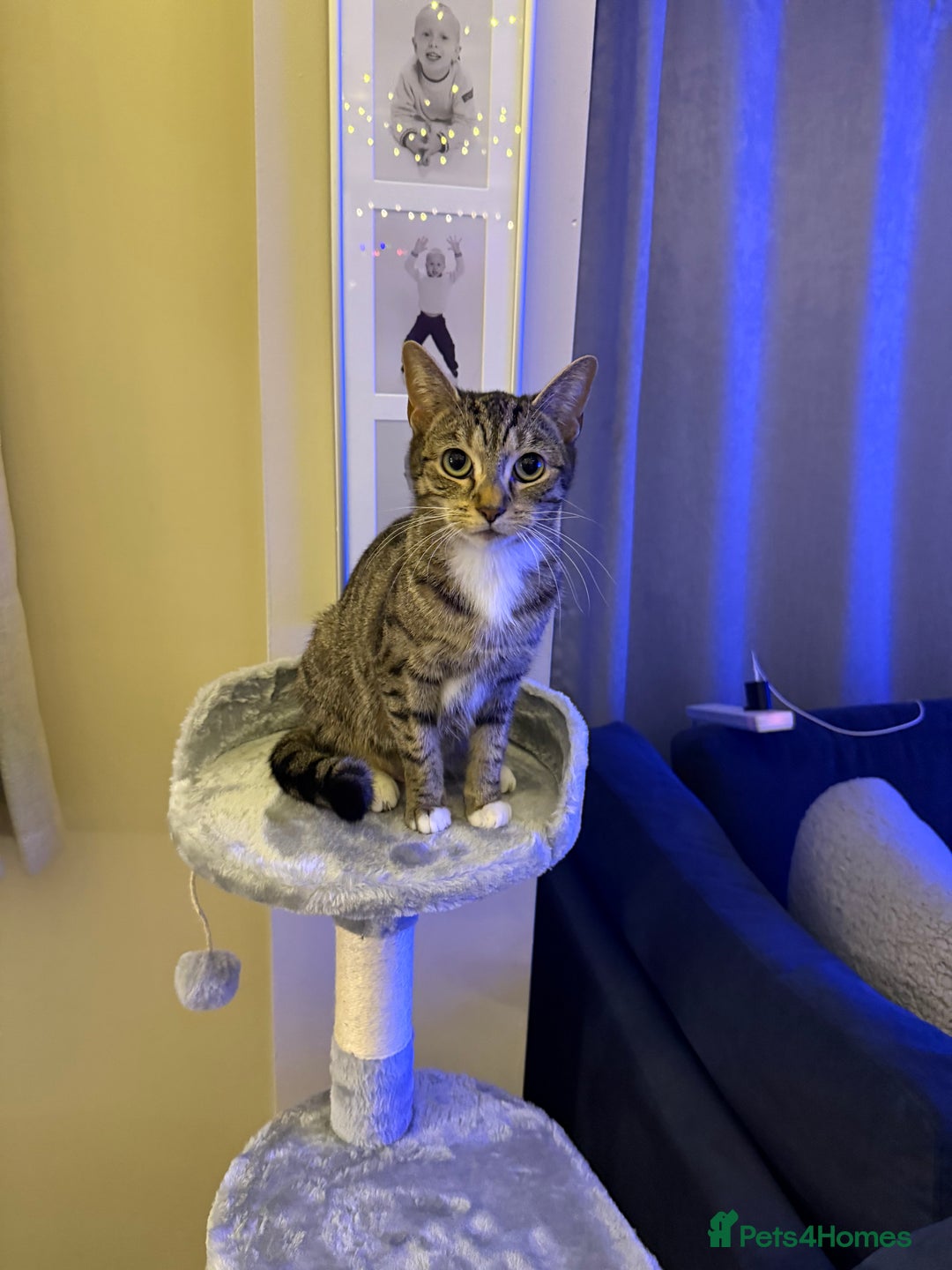 Mixed Breed cats for sale: 4 Lovely Kittens - Advert 1