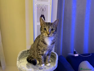 Mixed Breed cats 4 Lovely Kittens - Advert 1