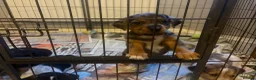 Jack Russell dogs for sale: Jack Russell puppies - Advert 6