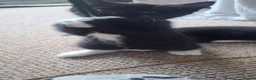 Mixed Breed cats for sale: Two little kittens looking for a home. - Advert 6