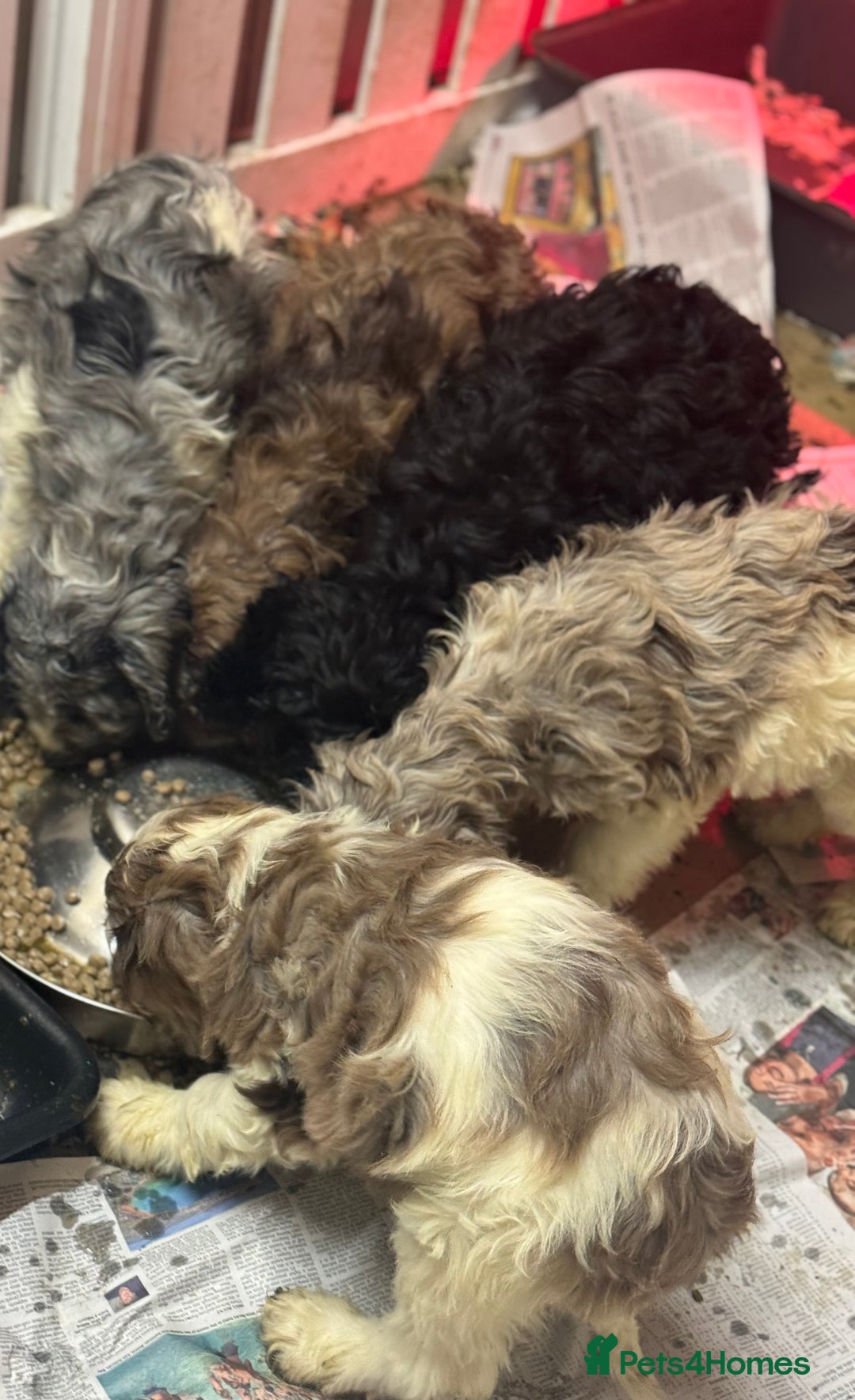 Cockapoo dogs for sale: F1 Standard Rare Parti, Solid and Merle Cockapoos - Advert 4
