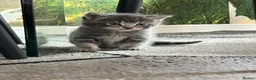 Norwegian Forest Cat cats for sale: Norwegian & American Bobtail Healthy Kittens 🐱 ✨✨ in Attleborough - Advert 7