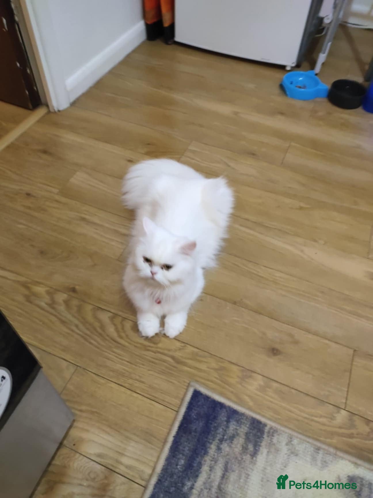 Persian cats Persian Cross Kittens – 2 Males & 1 Female - Advert 6