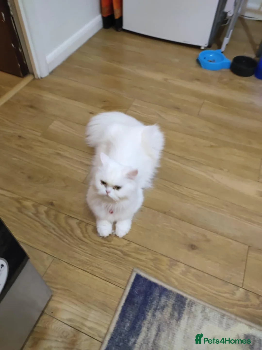 Persian cats for sale: Persian Cross Kittens – 2 Males & 1 Female - Advert 1