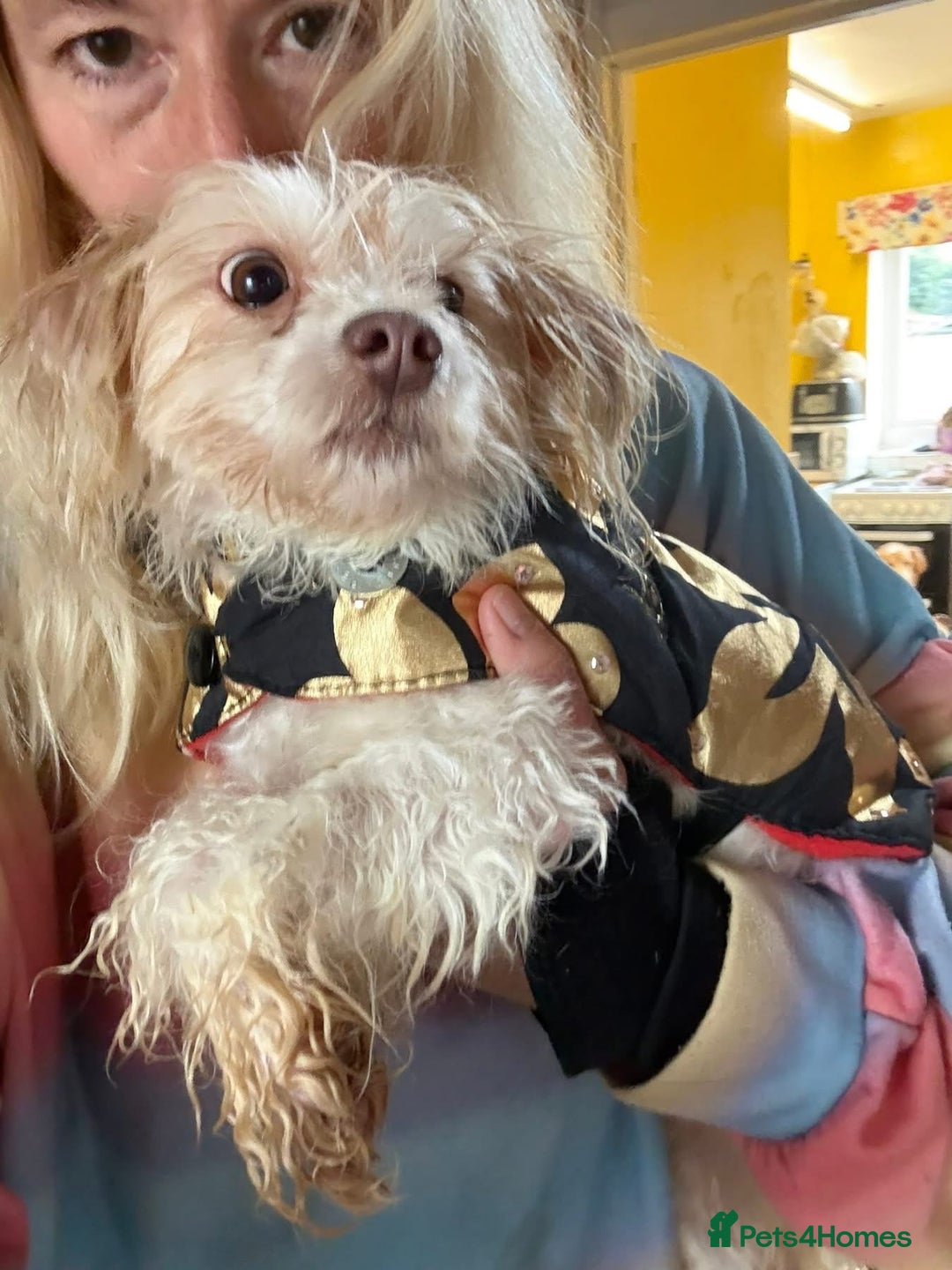 Mixed Breed dogs for adoption: Emerald - Hingham Norfolk  - Advert 4