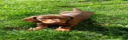 Dachshund dogs for sale: Near 1 year old female dachshund  - Advert 4