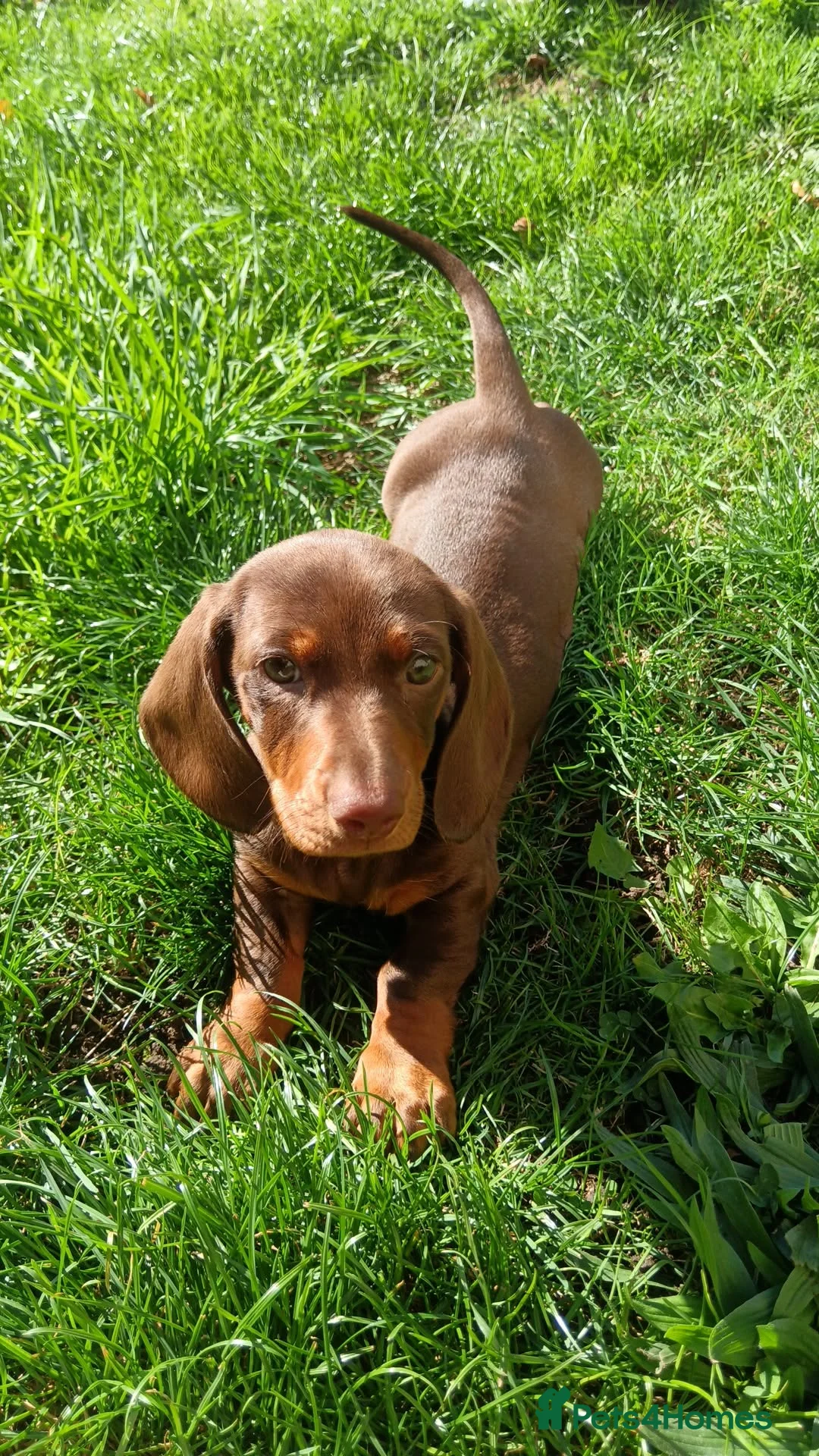 Dachshund dogs for sale: Near 1 year old female dachshund  - Advert 4