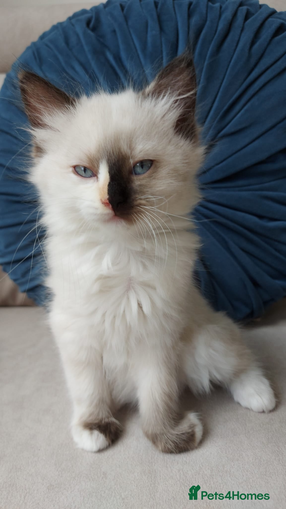 Ragdoll cats STUNNING Ragamese Kittens Ready to Leave - Advert 1