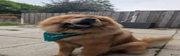 Chow Chow dogs for sale: Loving Chow Chow needs a home  - Advert 4