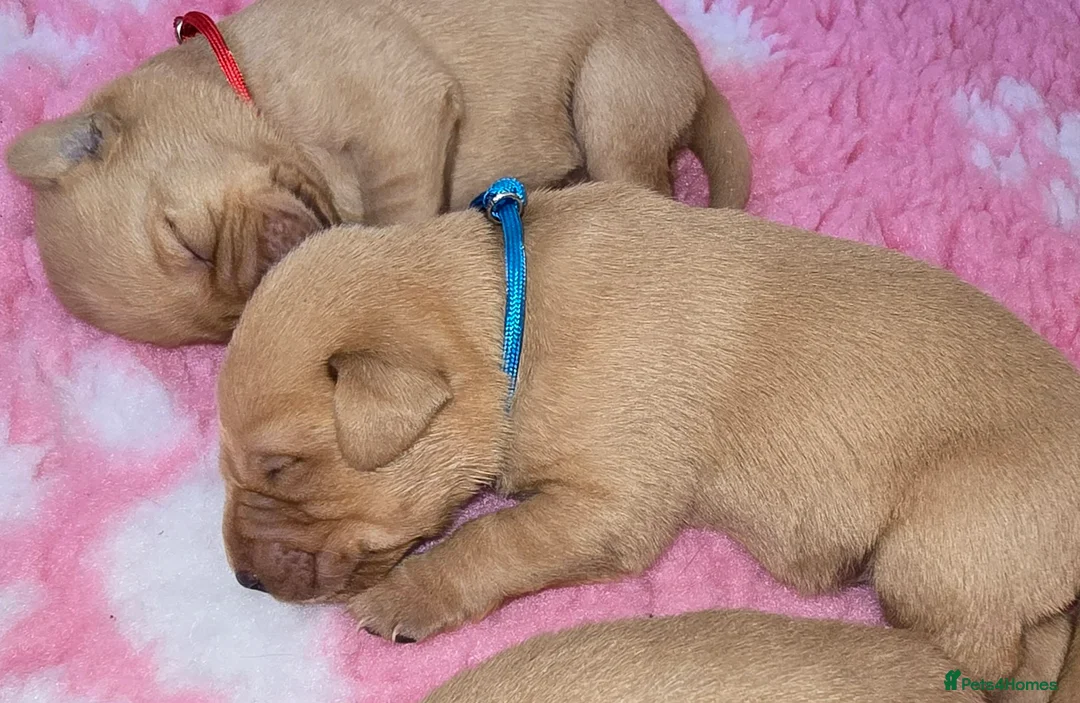 Labrador Retriever dogs for sale: Kc Registered Fox Red Labradors - Champion Lines - Advert 2