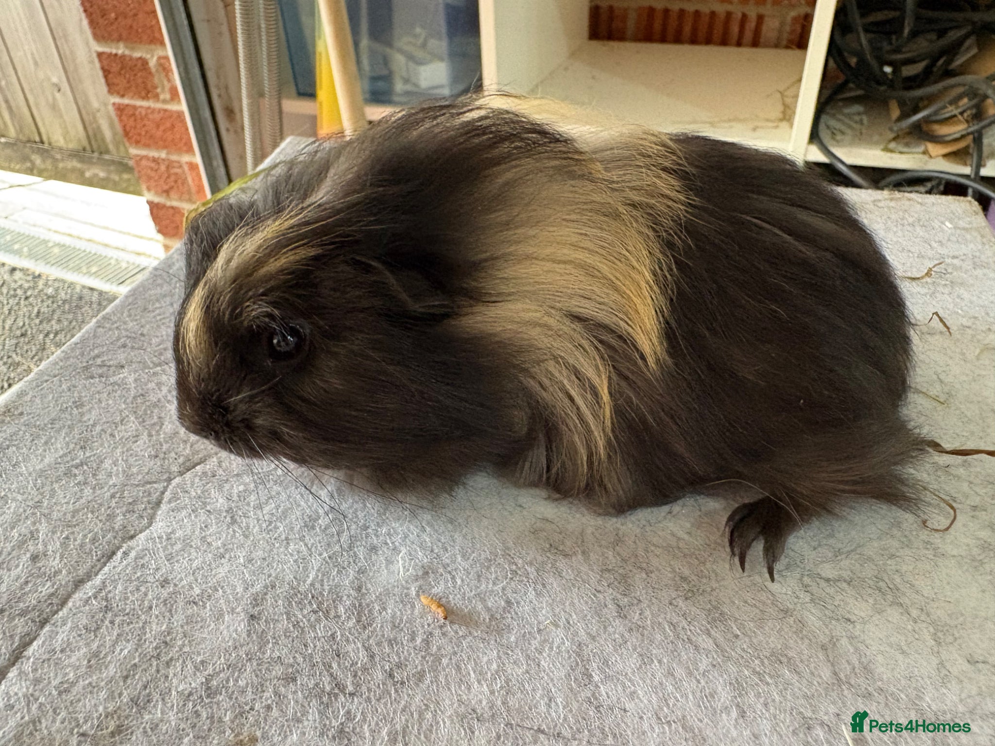 Guinea Pig rodents Guinea pigs available  - Advert 1