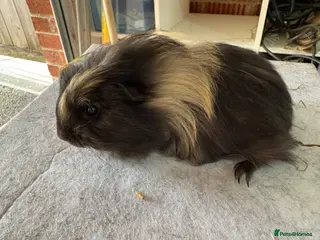 Guinea Pig rodents Guinea pigs available - Advert 1