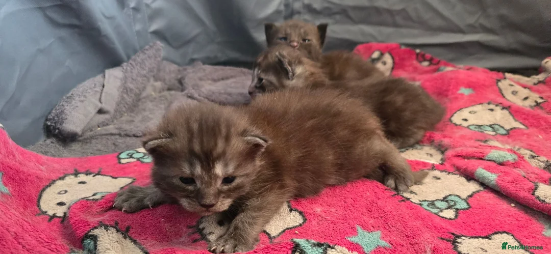 Maine Coon cats for sale: Beautiful Smoke/tabby Mainecoonx in Eastbourne - Advert 11