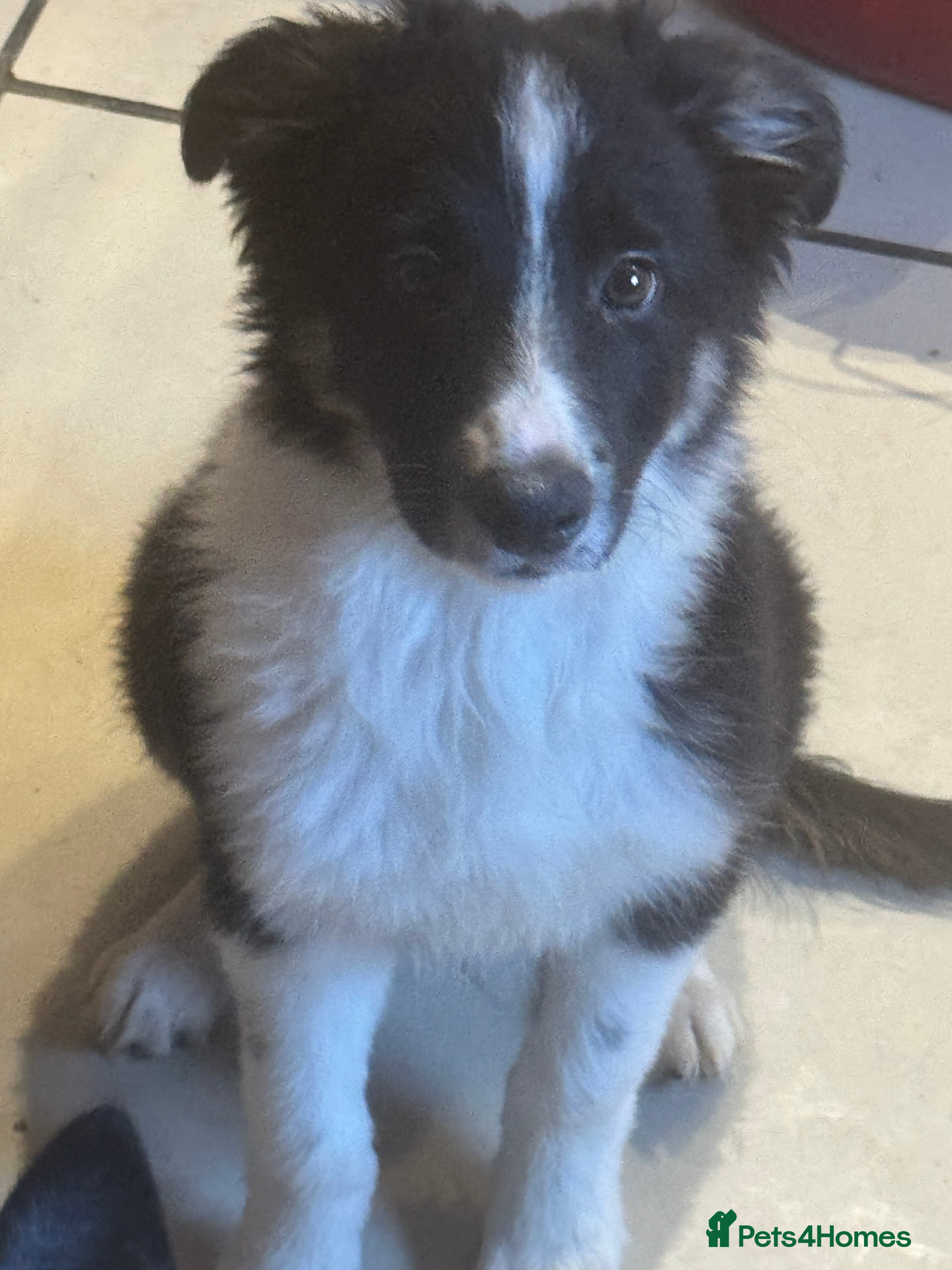 Border Collie dogs 2 Beautiful Boarder Collie Girls and 1 Boy Left  - Advert 12