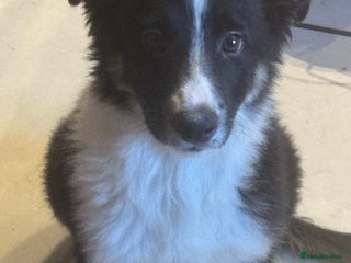 Border Collie dogs 2 Beautiful Boarder Collie Girls and 1 Boy Left - Advert 4