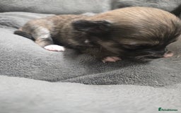 Pomchi dogs for sale: Gorgeous pomchi puppies  - Image 12