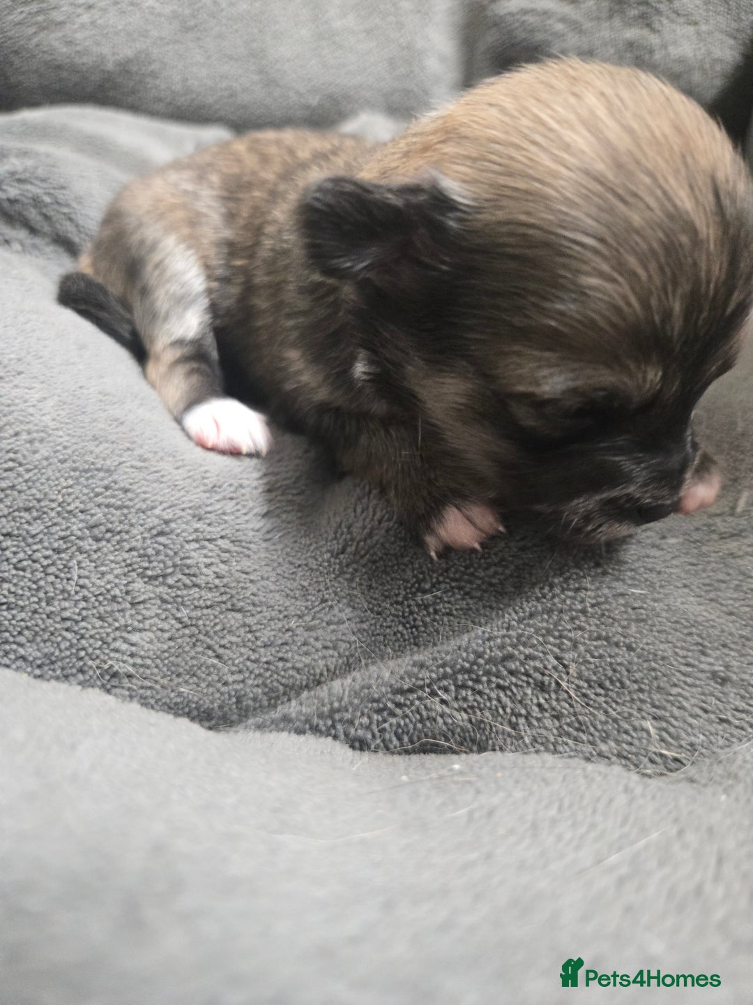 Pomchi dogs for sale: Gorgeous pomchi puppies  - Image 12