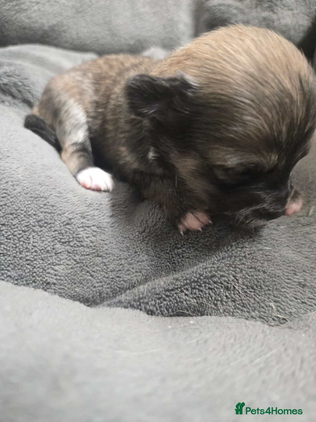 Pomchi dogs for sale: Gorgeous pomchi puppies  - Advert 13