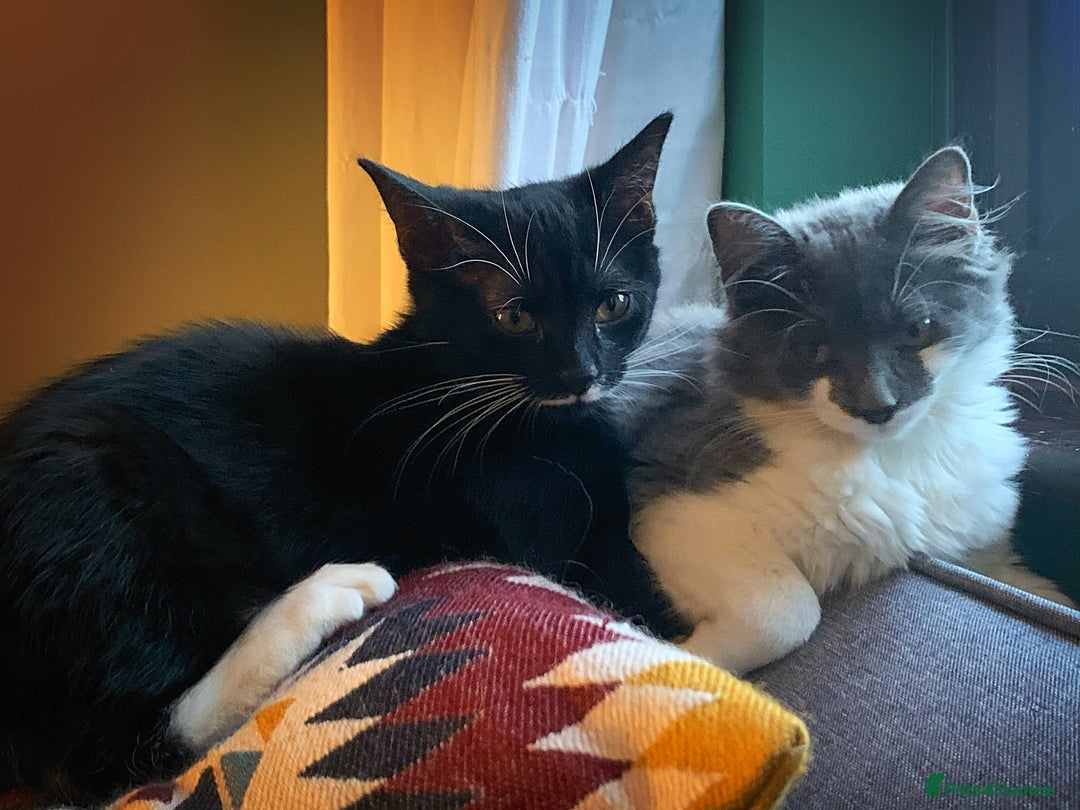 Mixed Breed cats for sale: Flimflam & Bojo - Image 4