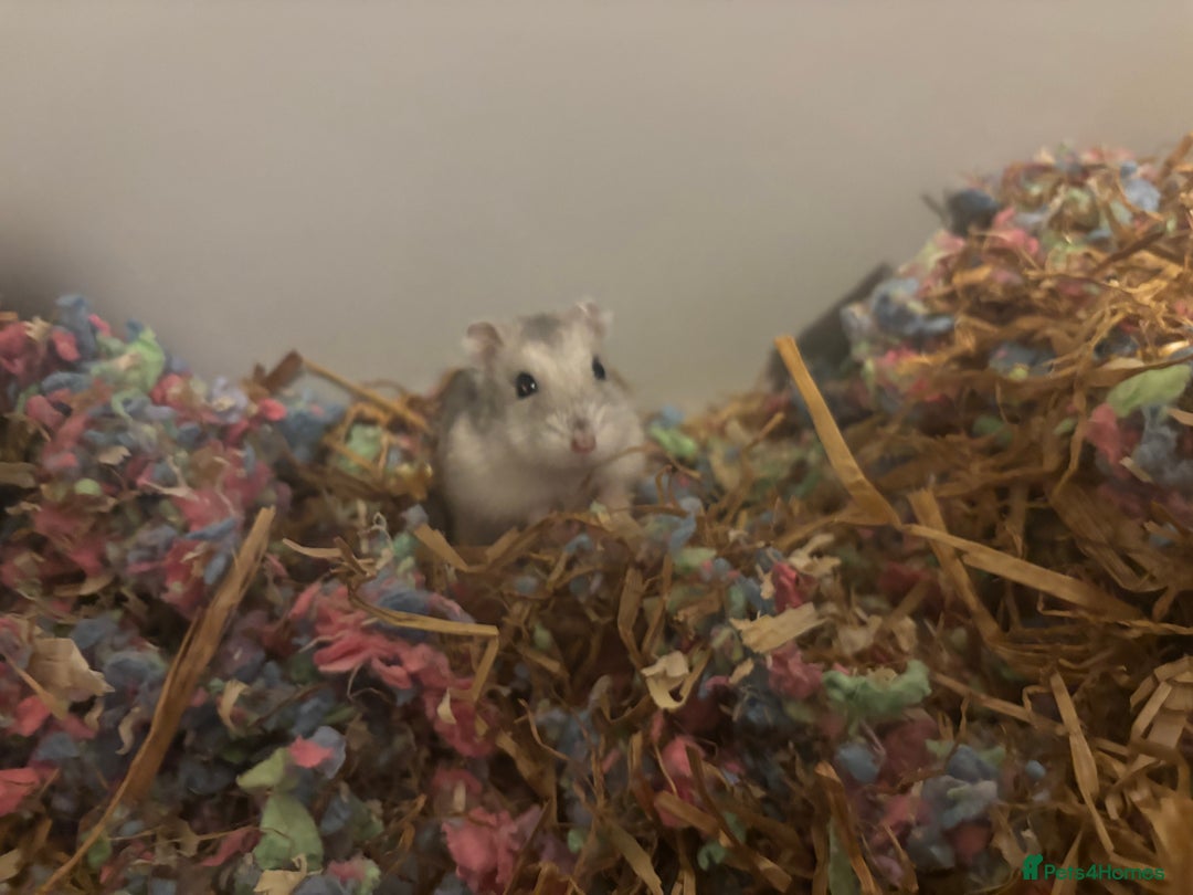 Hamster rodents for sale: Russian Dwarf Hamster  - Advert 1