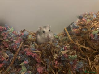 Hamster rodents Russian Dwarf Hamster - Advert 2