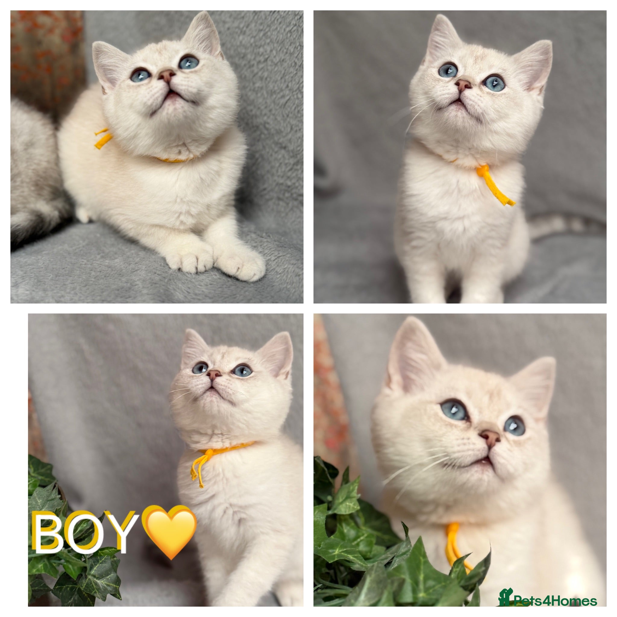 British Shorthair cats British shorthair golden point Kittens TICA - Advert 1