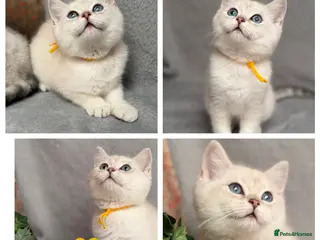 British Shorthair cats British shorthair golden point Kittens TICA - Advert 2