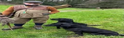 Labrador Retriever dogs for sale: GORGEOUS BLACK LABRADOR LITTER,FULLYTESTED PARENTS - Advert 10