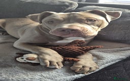 American Bully dogs for sale: 1 year old American Bully - Image 1