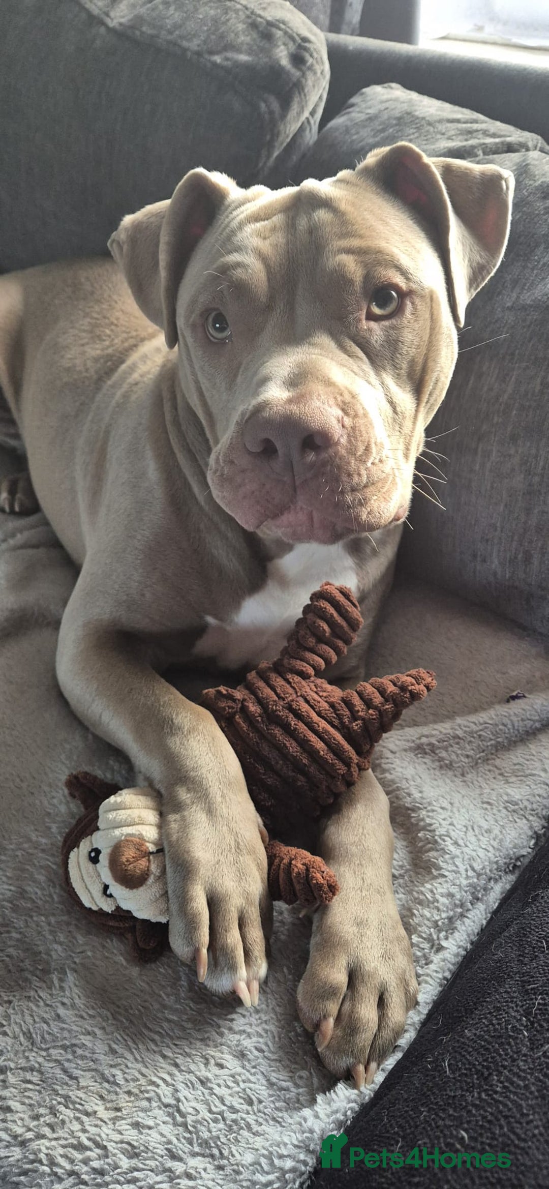 American Bully dogs for sale: 1 year old American Bully - Image 1