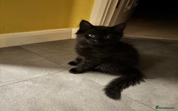 Mixed Breed cats for sale: 2 mixed kittens ready for there forever homes - Image 8