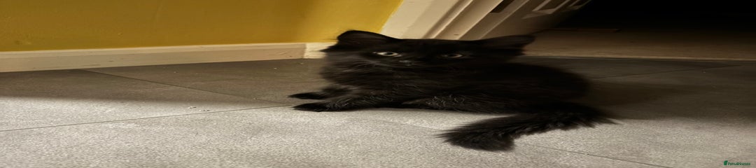 Mixed Breed Kitten 1 (longhair)