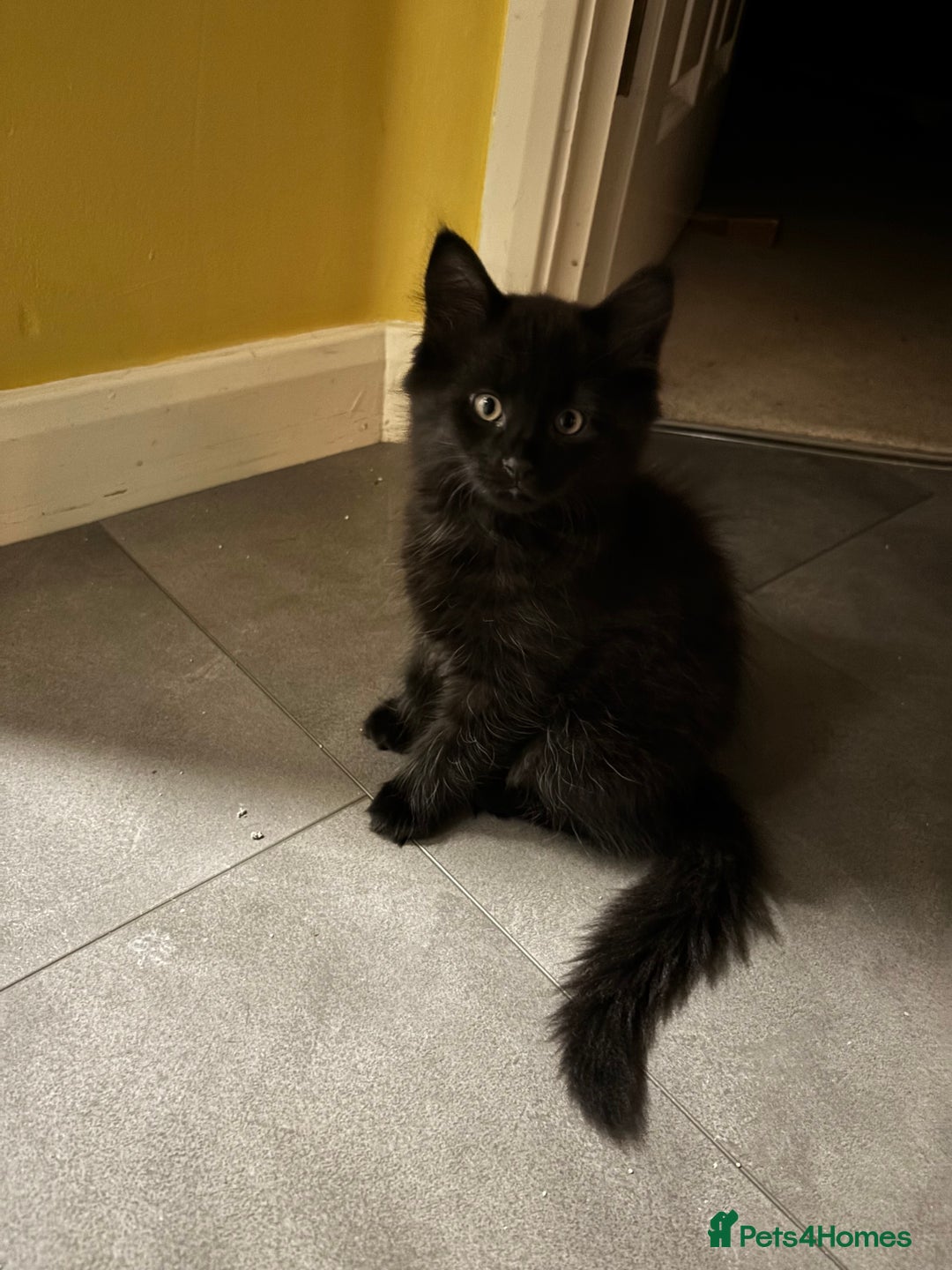 Mixed Breed cats for sale: 2 mixed kittens ready for there forever homes - Image 8