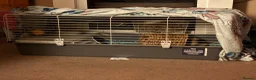 Guinea Pig rodents for sale: 2 Male Guinea Pigs in Pudsey - Advert 2
