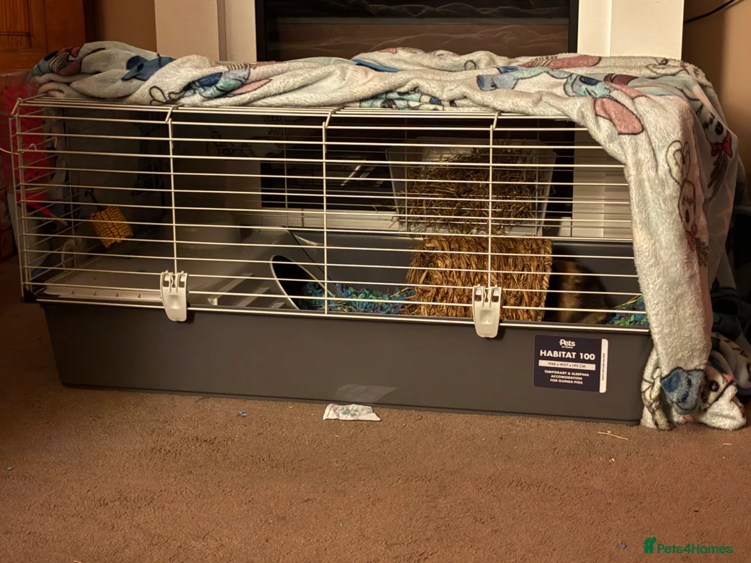 Guinea Pig rodents for sale: 2 Male Guinea Pigs in Pudsey - Advert 2
