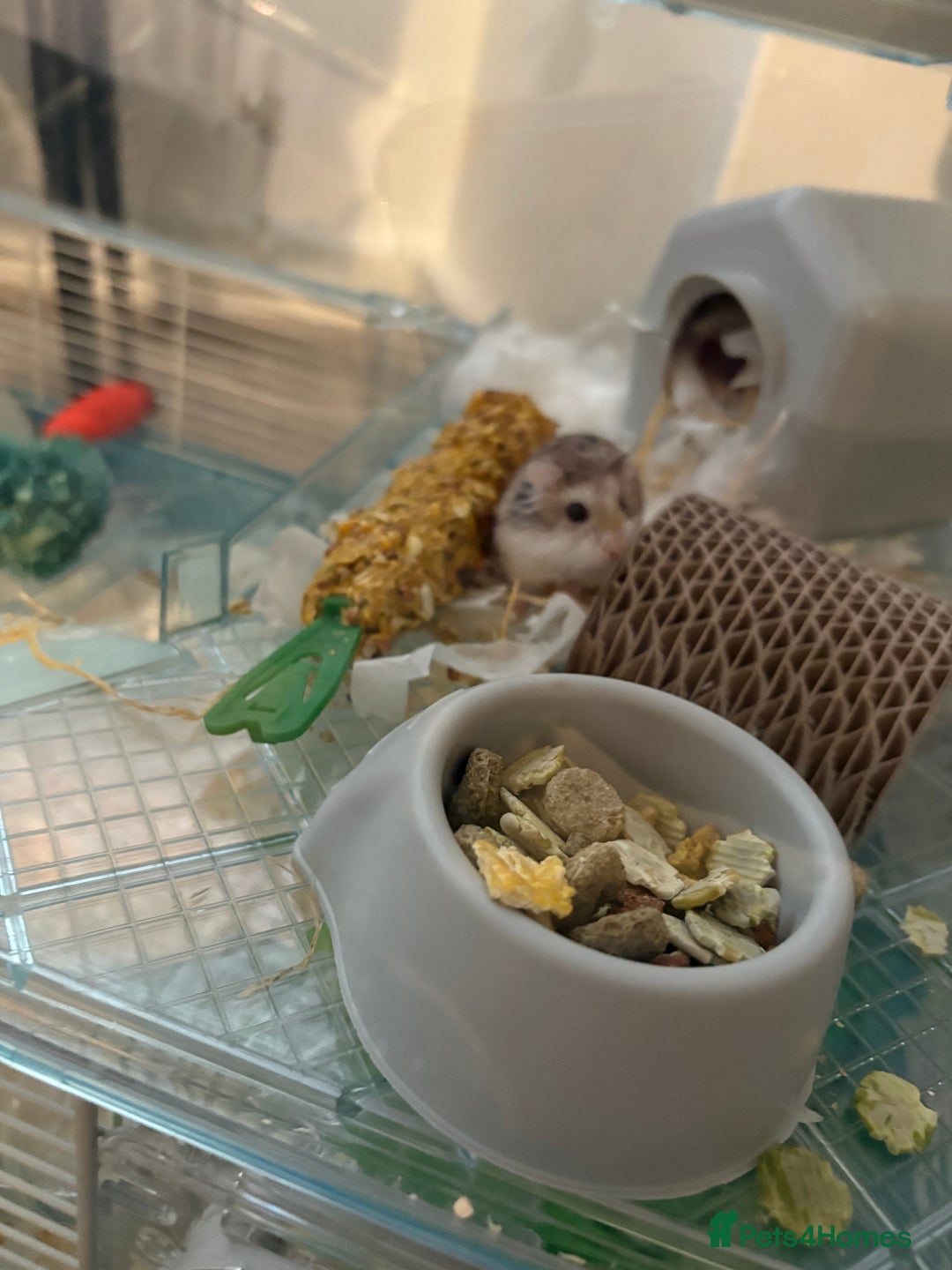 Hamster rodents for sale: Dwarf Hamster - Advert 2