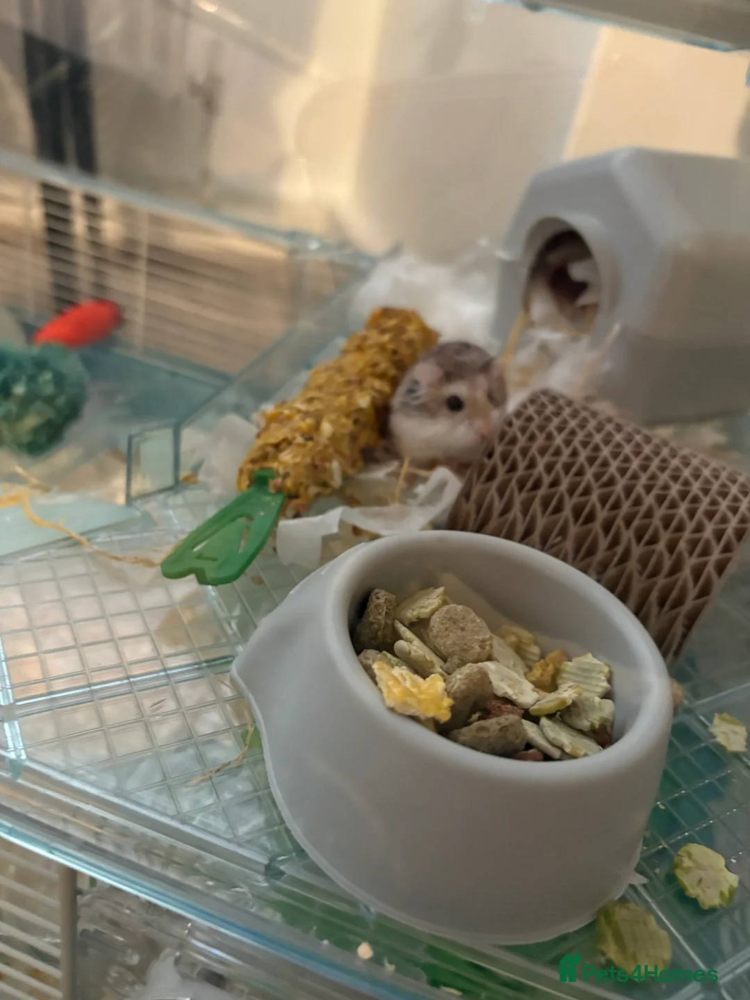 Hamster rodents for sale: Dwarf Hamster - Advert 2